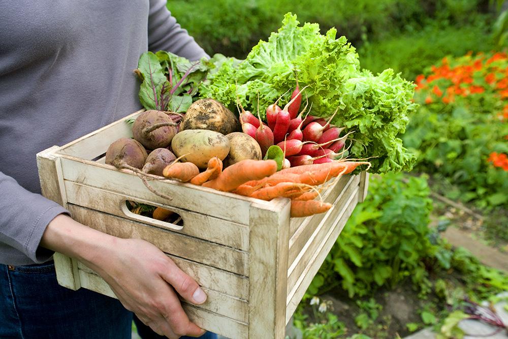 ​  Plant an autumn vegetable garden