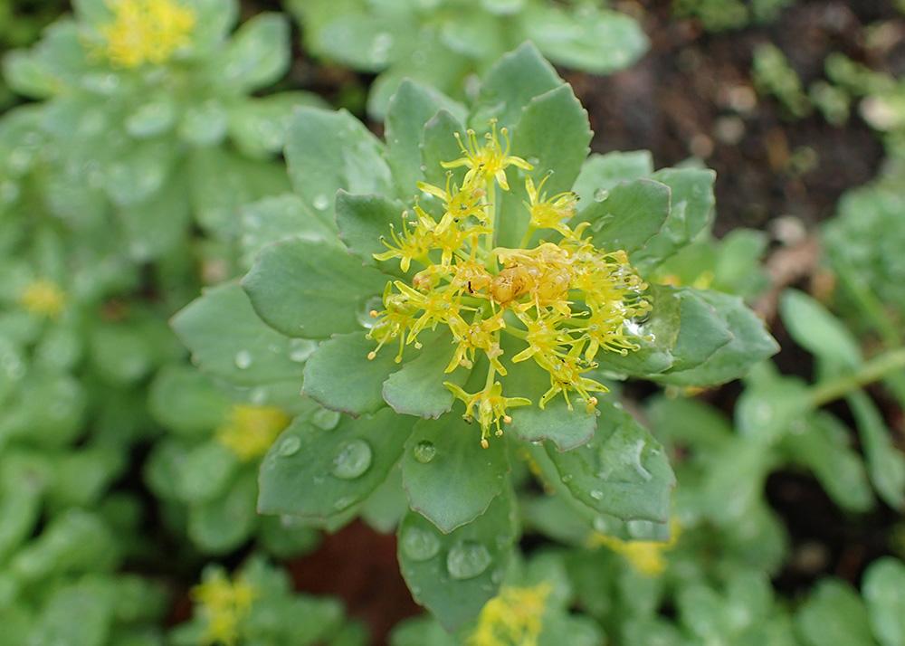 ​  Plant root beneficial for managing type 2 diabetes