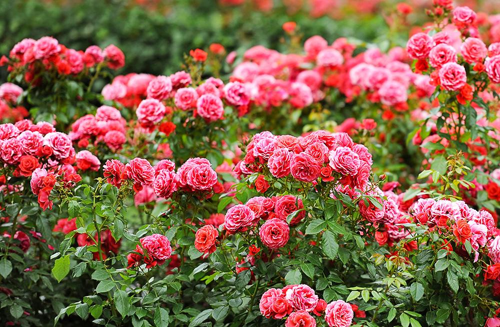 ​  Sunday at the El Paso Rose Garden is blooming good fun