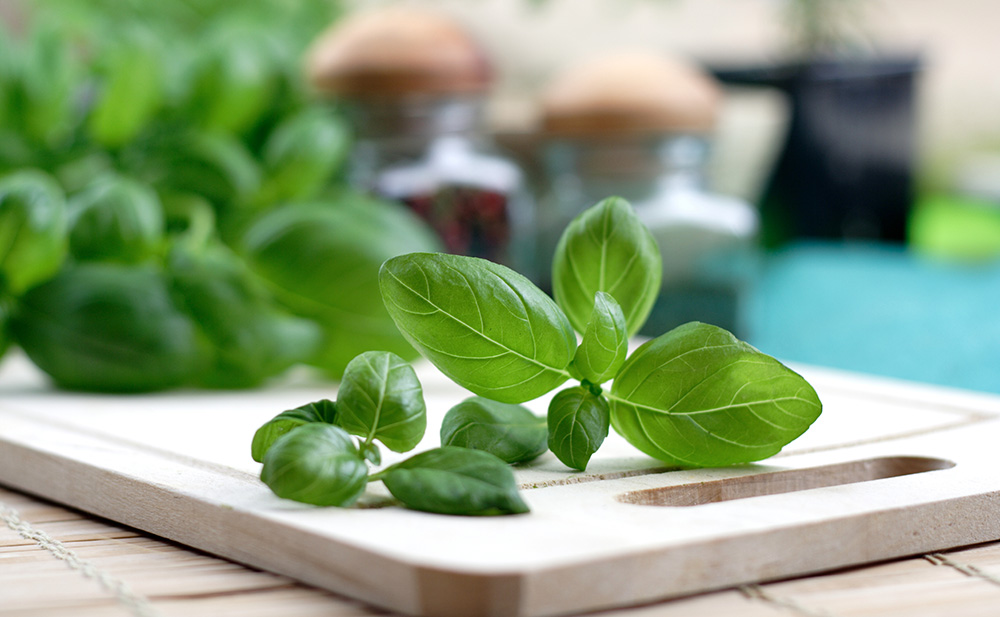 Compre una planta de albahaca