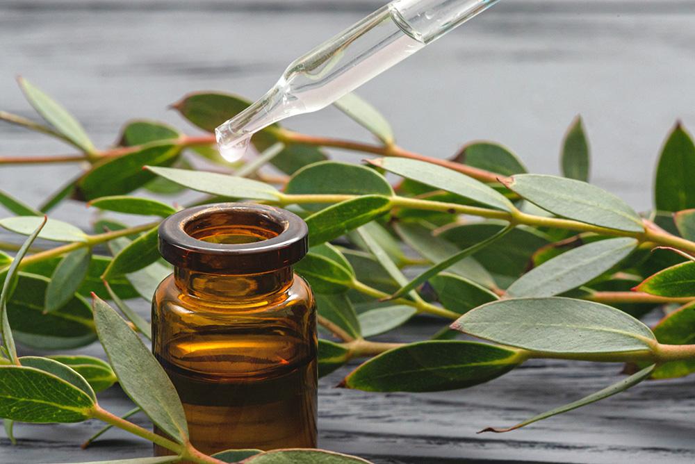 Eucalyptus for cold symptoms
