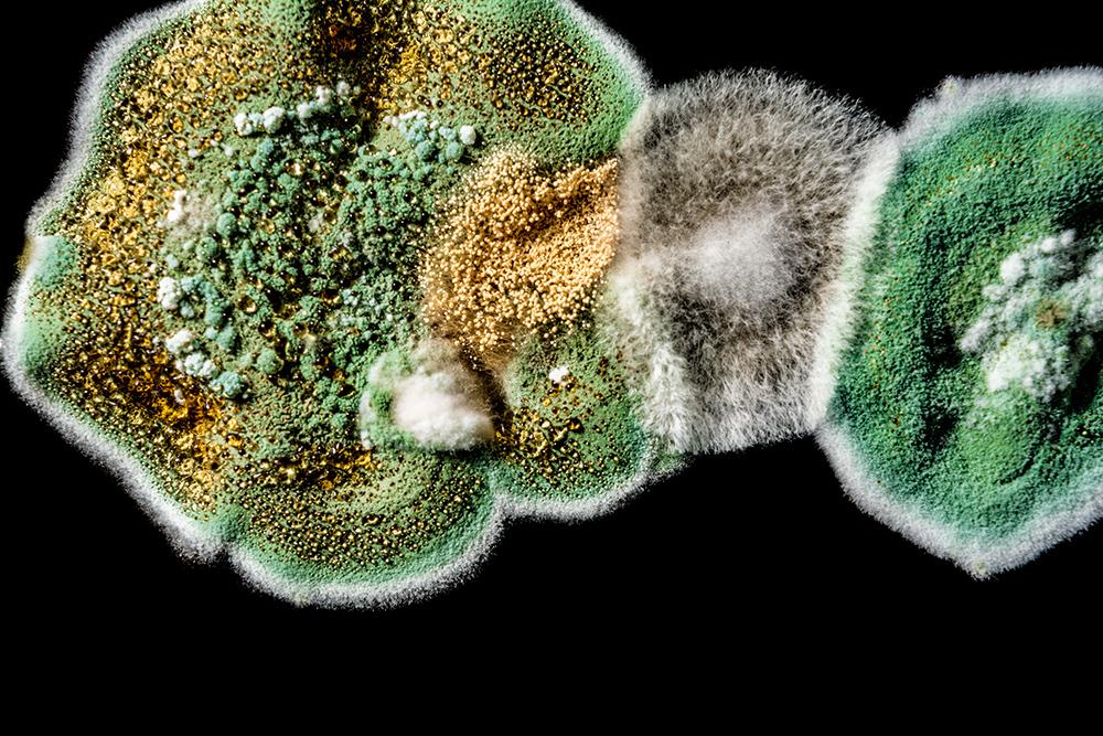 Fungus yields potent new cancer drug