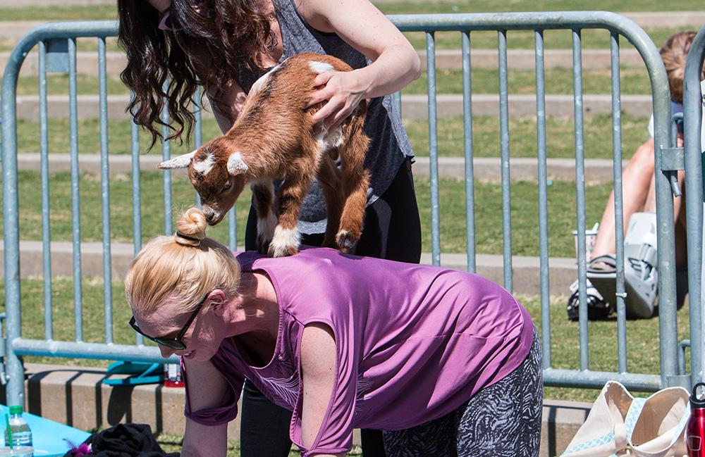 Goat Yoga