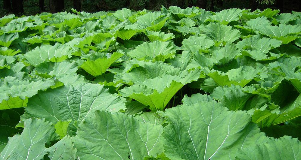 Herbal cures for summer allergies 