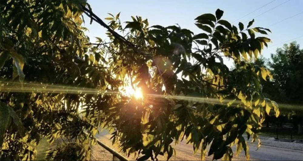 Las Cruces Pecan Festival 
