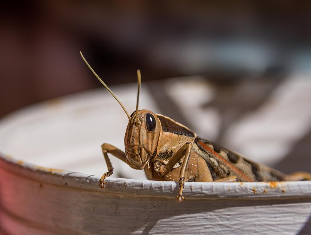 Locusts can 'sniff' out human cancer