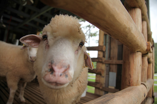 Many animal species may be vulnerable to SARS-CoV-2 infection