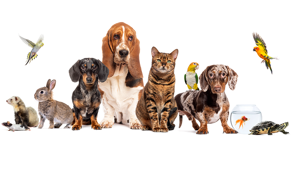 Día Nacional de las Mascotas