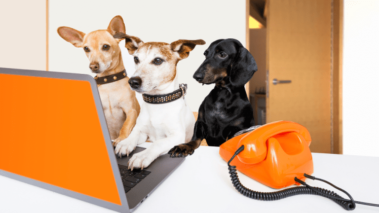 National Take Your Dog to Work Day