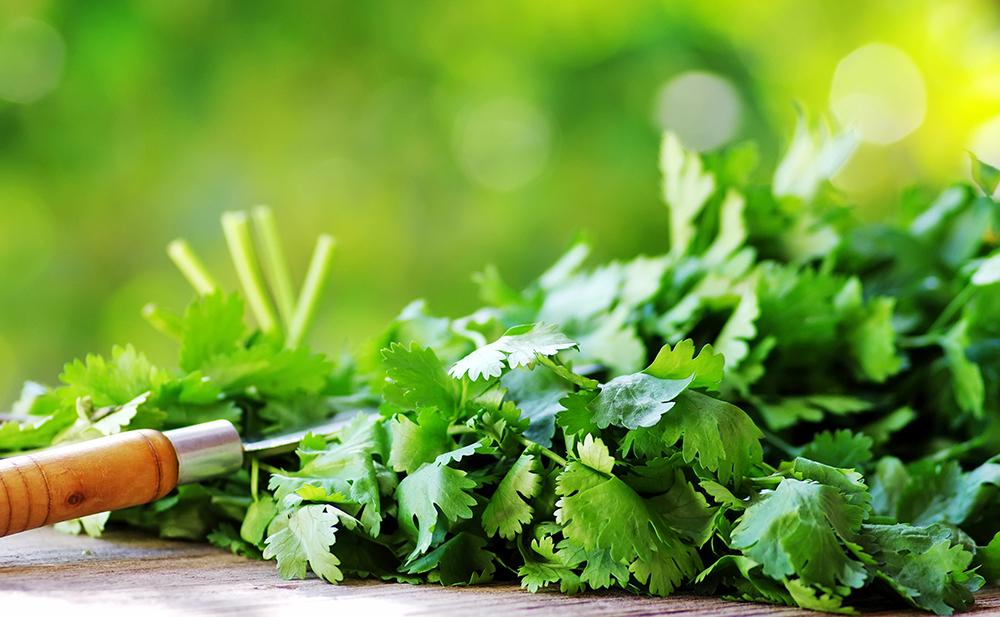 Say ‘si’ to Cilantro’s healthy benefits