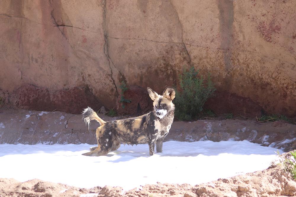 Spend a day at the Zoo