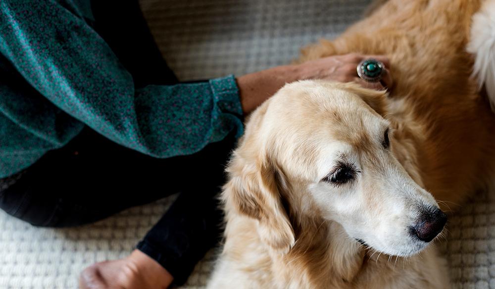 Ways To Help Calm Your Dog During Fireworks