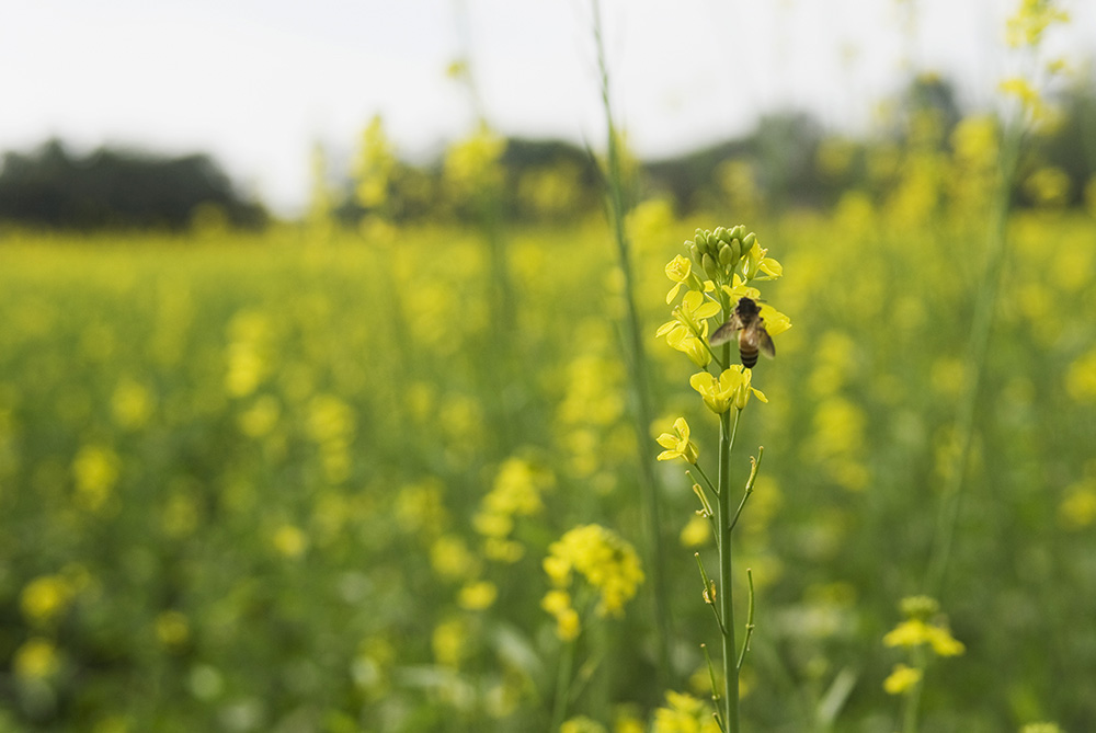 What are the benefits of bee pollen?