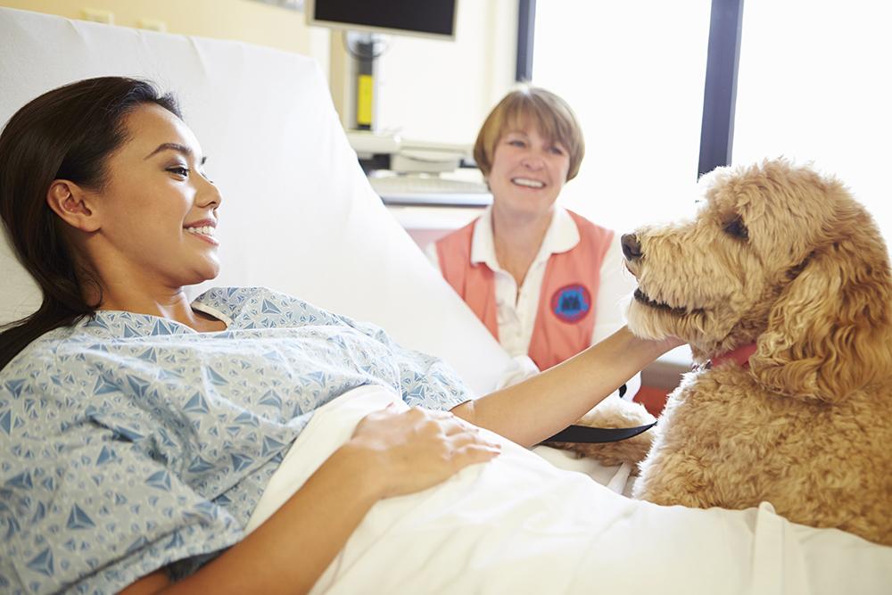 What are the benefits of pet therapy?